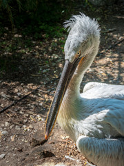 Porträt eines grauen Pelikans vor dunklem Hintergrund