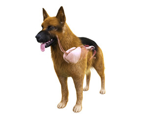 3d rendered medically accurate illustration of the organs of the dog
