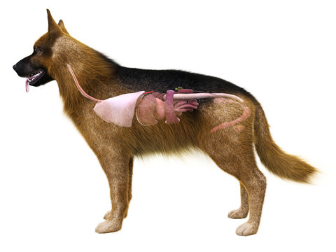 3d rendered medically accurate illustration of the organs of the dog