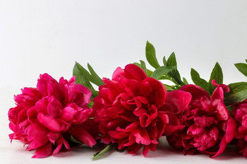 bouquet Beautiful bright pink flowers peonies on a light background. close-up