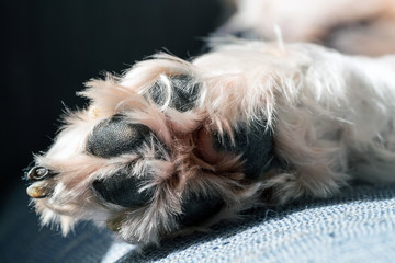 Dog Paw - Close Up of Pads and Hair