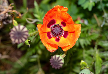 Fototapeta premium just beautiful flowers - flowers of early summer.Moscow region.Russia.2019