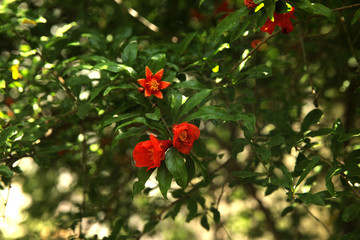 Obraz premium Flowering pomegranate tree. Pomegranate flowers and green leaves