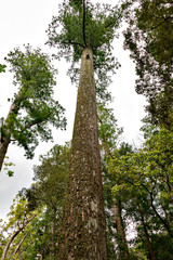Fototapeta premium Giant trees in the park of Ise shrine in Japan