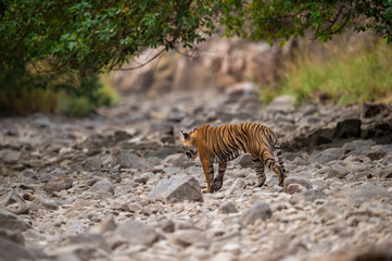 A female tiger walking on ramganga river bed on stones and rocks for territory marking at Corbett National Park,  uttarakhand, India