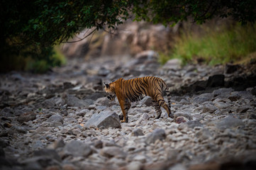 A female tiger walking on ramganga river bed on stones and rocks for territory marking at Corbett National Park,  uttarakhand, India