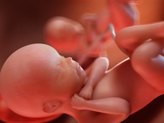 3d rendered medically accurate illustration of twins - week 23