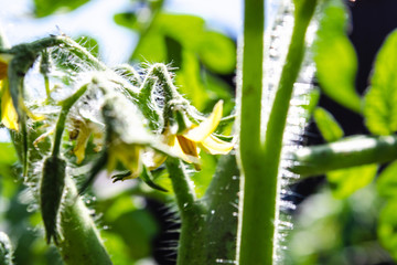 Fototapeta na wymiar Bright yellow flowers of tomatoes. Tomato flowers on the stem.