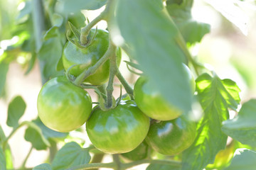 トマト　家庭菜園　農園