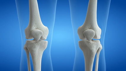 3d rendered medically accurate illustration of the knees - obrazy, fototapety, plakaty
