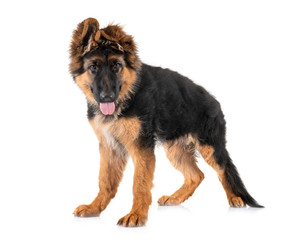 puppy german shepherd