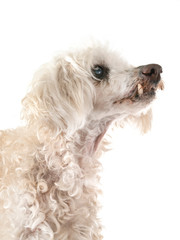 old poodle in studio