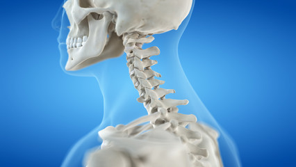 3d rendered medically accurate illustration of the cervical spine