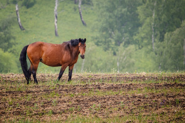 Fototapeta premium horse