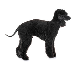 bedlington poodle in studio