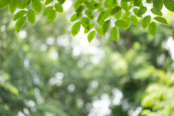 Green leaf on blurred greenery background. Beautiful leaf texture in nature. Natural background. close-up of macro with free space for text.