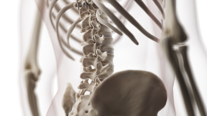 3d rendered medically accurate illustration of the lumbar spine - obrazy, fototapety, plakaty