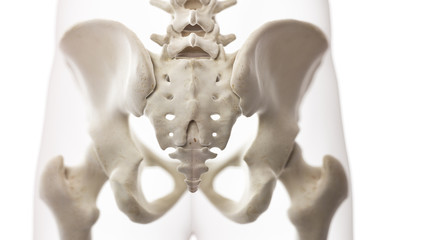 3d rendered medically accurate illustration of the sacrum