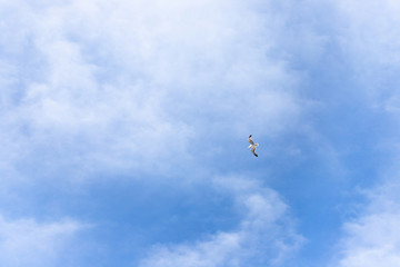 dove fly in the blue sky. concept of liberty, freedom and peace
