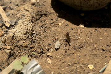 Closeup shot of butterfly on the ground