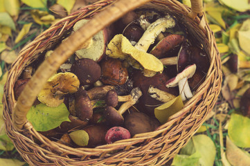 Fresh forest mushrooms in a basket