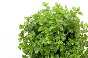 Fresh green spices isolated on white background, top view.