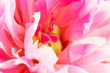 Pink peony closeup. Inside the flower.