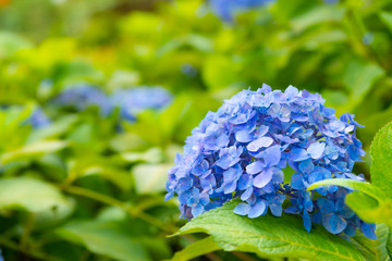 blue hydrangea