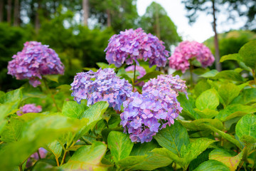 purple and pink hydrangea