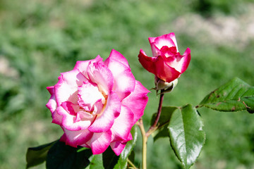 Lonely pink rose with raindrops among the foliage.