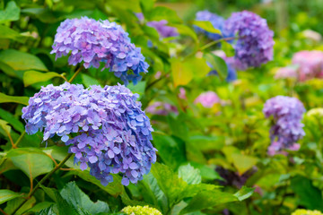 purple hydrangea