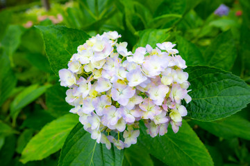 heart-shaped white hydrangea