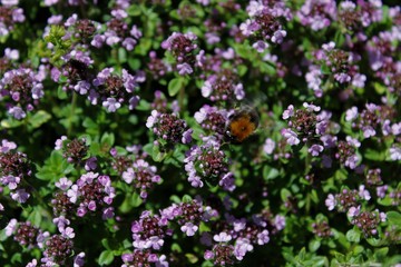 Big Bumblebee flies over small flowers.
