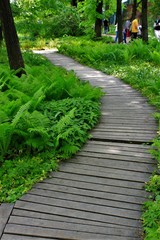 Old footpath made of planks in the park.