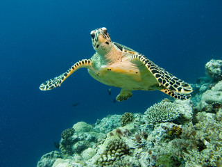 Sea turtle posing to camera