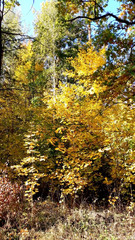 trees in the fall with yellow , red, and green leaves