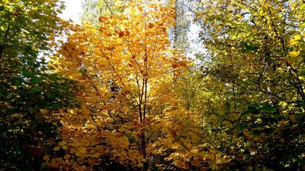 trees in the fall with yellow , red, and green leaves