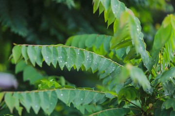 Naklejka premium caterpillar on a leaf