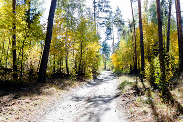 trees in the fall with yellow , red, and green leaves