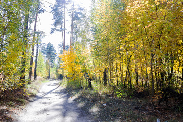 trees in the fall with yellow , red, and green leaves