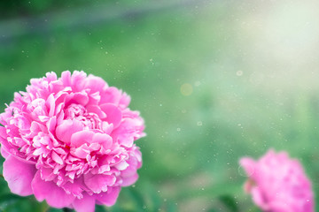 Pink flowers peonies flowering on background pink peonies. Peonies garden.