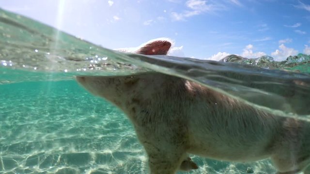 pig swimming in a water near island of Exuma Bahamas