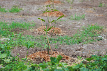 tree in field