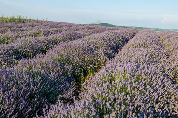 Naklejka na ściany i meble Flowers in the lavender fields in the Bulgaria mountains.