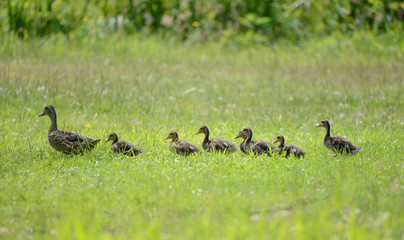 famille canard