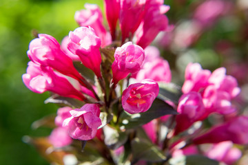Macro image of a red flower, top view, macro image. Natural background.  Flower closeup. Summer flowers. series of them.