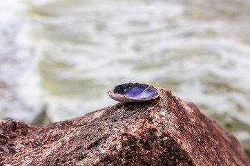 Sea  Shell