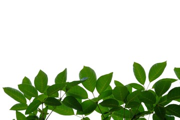 Tropical tree leaves with branches on white isolated background for green foliage 