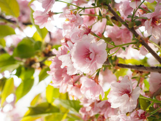 Naklejka na ściany i meble Beautiful cherry blossoms attract tourists in Japan.