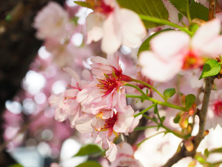 Fototapeta na wymiar Beautiful cherry blossoms attract tourists in Japan.